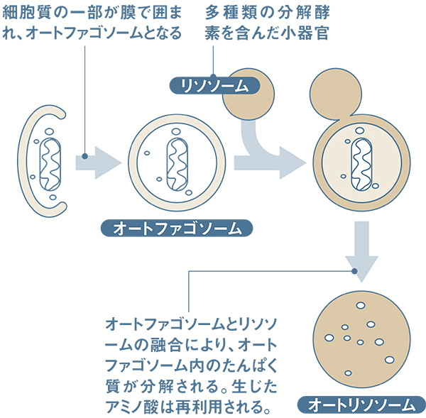 図:オートファジー