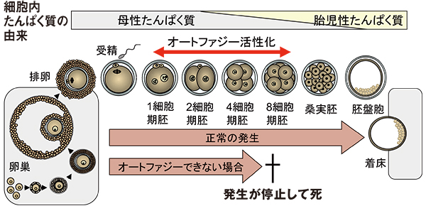図:オートファジーが起こらないマウス受精卵は着床する前に発生が止まり死んでしまう