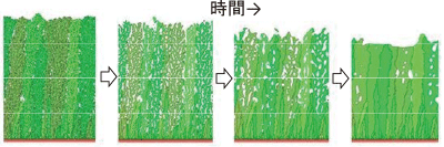 図1：多孔質構造を有するセラミックス膜の焼結と組織変化のシミュレーション