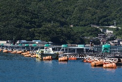 ベンチャー企業、養殖業者、役場、漁協、大学が一体となって日本の水産養殖業を救う！に関するイメージ