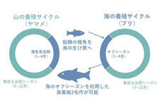 サクラマス循環養殖による温暖化対応種の開発とイクラの持続的生産に関するイメージ