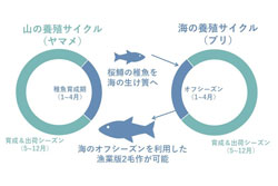 サクラマス循環養殖による温暖化対応種の開発とイクラの持続的生産に関するイメージ