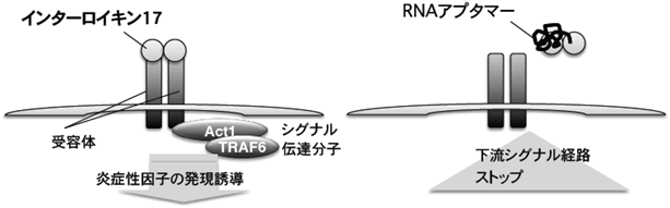 図１