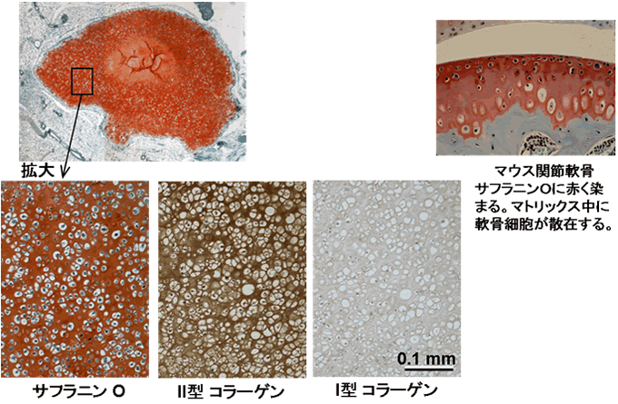 図３